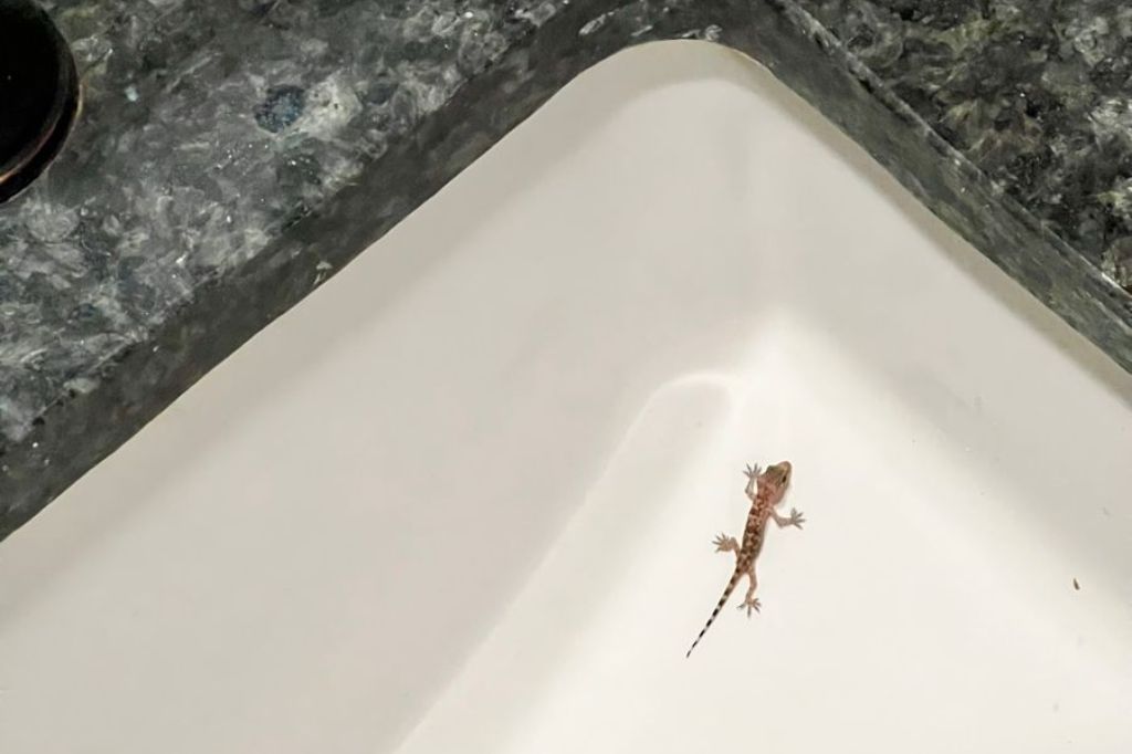 cara menangkap cicak dengan bahan dapur